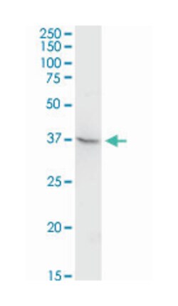 testis expressed 13A, Rabbit, Purified MaxPab Polyclonal Antibody, Abnova 100 &mu;g | Buy Online | Abnova Corporation | Fisher Scientific
