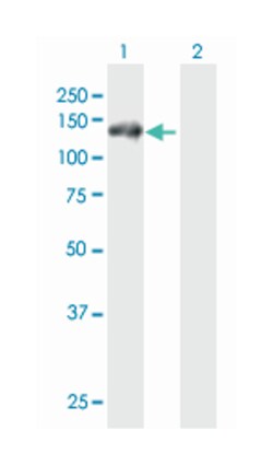 RNF20 (B01), Mouse anti-Human, Polyclonal Antibody, Abnova 50&mu;L; Unlabeled:Anticuerpos