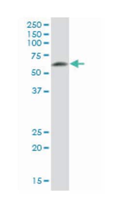 DPYSL5, Mouse, Purified MaxPab Polyclonal Antibody, Abnova 50&mu;g; Unlabeled:Antibodies,