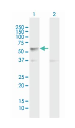 CLK4, Mouse, Purified MaxPab Polyclonal Antibody, Abnova 50&mu;g; Unlabeled:Antibodies,