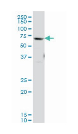 GATA zinc finger domain containing 2B, Mouse, Clone: 4C4, Abnova 100&mu;g;
