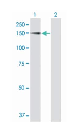 SRGAP1, Mouse, Purified MaxPab Polyclonal Antibody, Abnova 50&mu;g; Unlabeled:Antibodies,