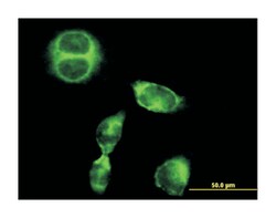 SRGAP1, Mouse, Purified MaxPab Polyclonal Antibody, Abnova 50&mu;g; Unlabeled:Antibodies,