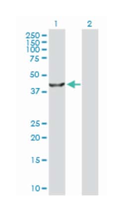 tribbles homolog 3 (Drosophila), Rabbit, Purified MaxPab Polyclonal Antibody, Abnova 100 &mu;g | Buy Online | Abnova Corporation | Fisher Scientific
