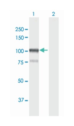AFAP1, Mouse, Polyclonal Antibody, Abnova 50&mu;g; Unlabeled:Antibodies,