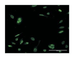 neurogenic differentiation 6, Mouse, Clone: 3B3, Abnova 100&mu;g; Unlabeled:Antibodies,