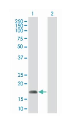 roundabout, axon guidance receptor, homolog 3 (Drosophila), Mouse, Polyclonal