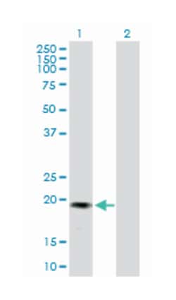 GREM2, Mouse, Purified MaxPab Polyclonal Antibody, Abnova 50 &mu;g | Buy Online | Abnova | Fisher Scientific