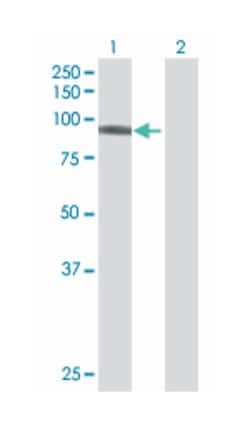 DEAD (Asp-Glu-Ala-Asp) box polypeptide 50, Mouse, Polyclonal Antibody,