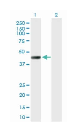 LRRC2, Mouse, Purified MaxPab Polyclonal Antibody, Abnova 50&mu;g; Unlabeled:Antibodies,