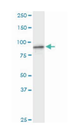 F-box and leucine-rich repeat protein 18, Rabbit, Purified MaxPab Polyclonal