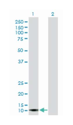 APOL4, Mouse, Purified MaxPab Polyclonal Antibody, Abnova 50 &mu;g | Buy Online | Abnova | Fisher Scientific