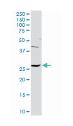 hydroxypyruvate isomerase homolog (E. coli), Rabbit, Purified MaxPab Polyclonal