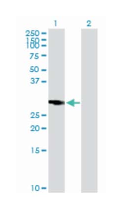 RASSF5, Mouse, Purified MaxPab Polyclonal Antibody, Abnova 50 &mu;g | Buy Online | Abnova Corporation | Fisher Scientific