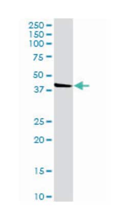 protein kinase-like protein SgK196, Rabbit, Purified MaxPab Polyclonal