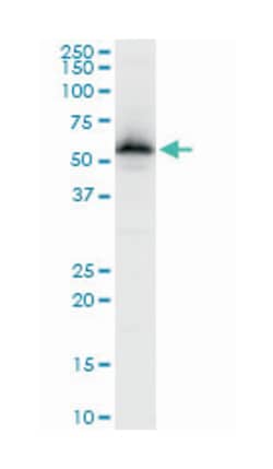 zinc finger protein 622 (A01), Mouse anti-Human, Mouse, Rat, Polyclonal