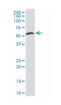 zinc finger protein 622 (A01), Mouse anti-Human, Mouse, Rat, Polyclonal