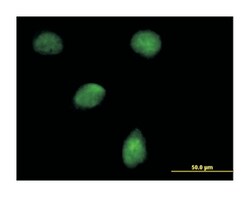 egl nine homolog 3 (C. elegans), Mouse, Purified MaxPab Polyclonal Antibody,