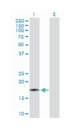 interleukin 17F, Rabbit, Purified MaxPab Polyclonal Antibody, Abnova 100&mu;g;