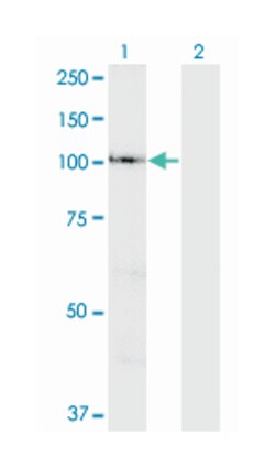 VPS41, Mouse, Polyclonal Antibody, Abnova 50&mu;L; Unlabeled:Antibodies,