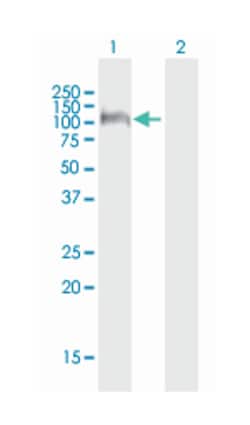 cadherin 19, type 2, Mouse, Purified MaxPab Polyclonal Antibody, Abnova