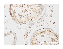 coenzyme Q3 homolog, methyltransferase (S. cerevisiae), Mouse, Purified MaxPab Polyclonal Antibody, Abnova 50 &mu;g | Buy Online | Abnova Corporation | Fisher Scientific