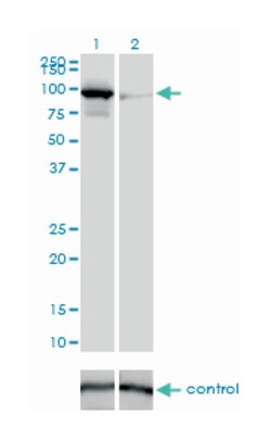 mitofusin 1, Mouse, Clone: 3C9, Abnova 100&mu;g; Unlabeled:Antibodies,