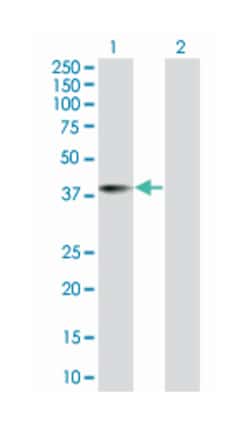 translin-associated factor X interacting protein 1, Mouse, Polyclonal Antibody,