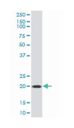 selenoprotein S (B01), Mouse anti-Human, Polyclonal Antibody, Abnova 50μL;