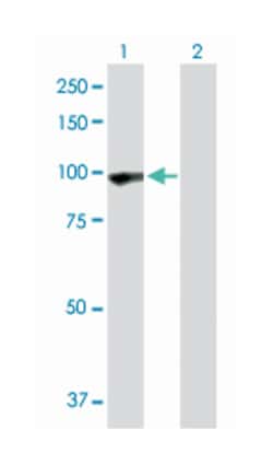 protocadherin gamma subfamily A, 5, Rabbit, Purified MaxPab Polyclonal