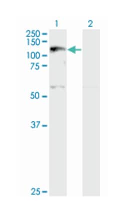 XPO5, Mouse, Clone: 2C5-1B3, Abnova 200&mu;L; Unlabeled:Antibodies, Monoclonal