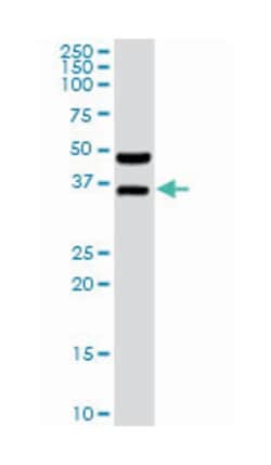 bol, boule-like (Drosophila), Rabbit, Purified MaxPab Polyclonal Antibody, Abnova 100 &mu;g | Buy Online | Abnova Corporation | Fisher Scientific