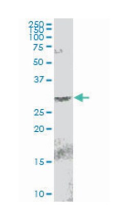 egl nine homolog 3 (C. elegans), Mouse, Purified MaxPab Polyclonal Antibody,