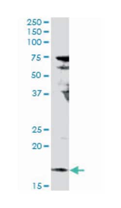 interleukin 17F, Rabbit, Purified MaxPab Polyclonal Antibody, Abnova 100&mu;g;