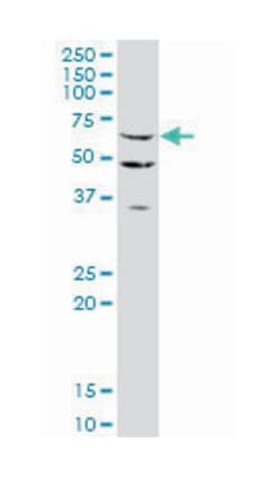 staufen, RNA binding protein, homolog 2 (Drosophila), Mouse, Clone: 6F9,