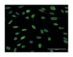 AF4/FMR2 family, member 4, Rabbit, Purified MaxPab Polyclonal Antibody,
