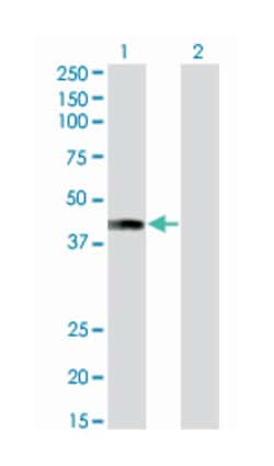 AF4/FMR2 family, member 4, Mouse, Clone: 2E12, Abnova 100&mu;g; Unlabeled:Antikroppar