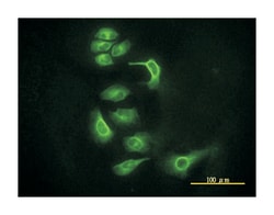 eukaryotic translation initiation factor 2C, 2, Mouse, Clone: 2E12-1C9,