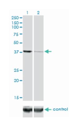 eukaryotic translation initiation factor 2C, 2, Mouse, Clone: 2E12-1C9,