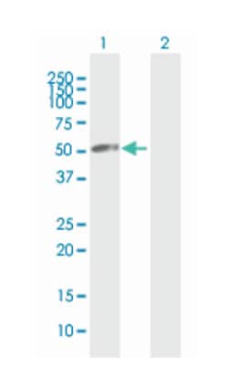 vacuolar protein sorting 4 homolog A (S. cerevisiae), Mouse, Purified MaxPab