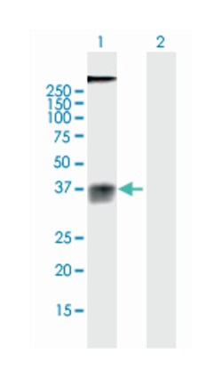 G protein-coupled receptor 77, Mouse, Purified MaxPab™ Polyclonal Antibody, Abnova™