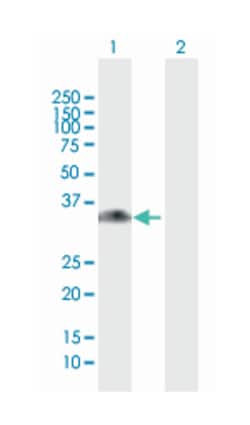 glycine N-methyltransferase, Mouse, Purified MaxPab Polyclonal Antibody,