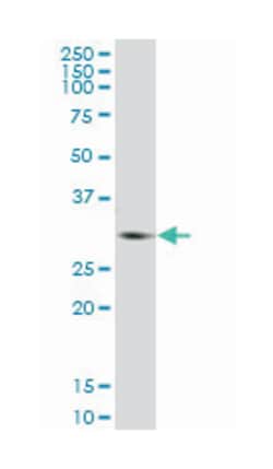 glycine N-methyltransferase, Mouse, Purified MaxPab Polyclonal Antibody,