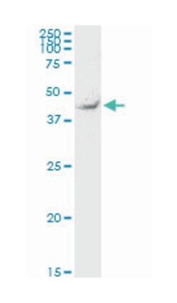 tektin 2 (testicular), Mouse, Clone: 2H4, Abnova 100&mu;g; Unlabeled:Antibodies,