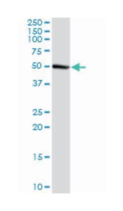 GDP-mannose pyrophosphorylase A, Rabbit, Purified MaxPab Polyclonal Antibody,