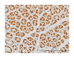 eukaryotic translation initiation factor 2C, 2, Mouse, Clone: 2E12-1C9,