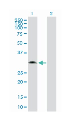 glycine N-methyltransferase, Rabbit, Purified MaxPab Polyclonal Antibody,