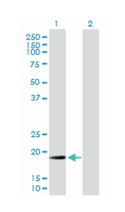mitochondrial ribosomal protein L13, Mouse, Polyclonal Antibody, Abnova