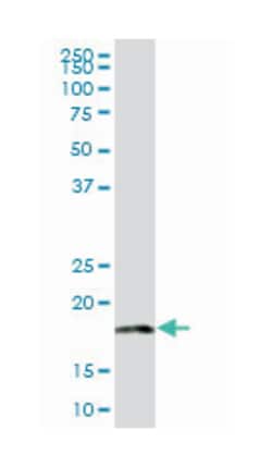 mitochondrial ribosomal protein L18, Mouse, Purified MaxPab Polyclonal Antibody, Abnova 50 &mu;g | Buy Online | Abnova Corporation | Fisher Scientific
