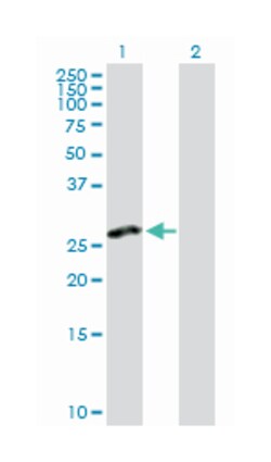 C-type lectin domain family 2, member D, Rabbit, Purified MaxPab Polyclonal